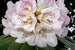rhododendron irroratum thumbnail graphic